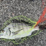 寿司と干物 井 - 