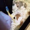 スイートホームウリエル