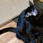 スイートホームウリエル - 