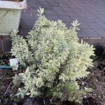 ステーキ・洋食のTANTO屋 - 店頭花壇の風景　2025.11