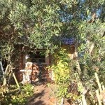 キャナリィ ロウ - 