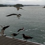 南三陸ホテル観洋 - 部屋からのカモメ