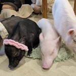 マイピッグカフェ - 料理写真: