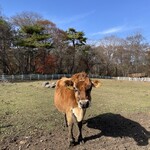 清泉寮 ファームショップ - 