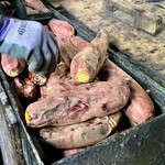 つくば石焼芋 - 