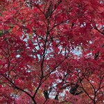 鶴ヶ城天守閣 ミュージアムショップ - 鶴ヶ城の紅葉