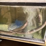 別館 すが井 - 入り口の生け簀には3尾のアナゴ