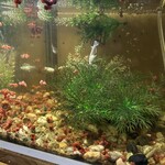 立ち呑み あわや - 