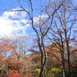 ホテル鹿島ノ森 - 歴史を感じとることができる木が並ぶ