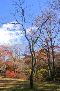 ホテル鹿島ノ森 - 歴史を感じとることができる木が並ぶ