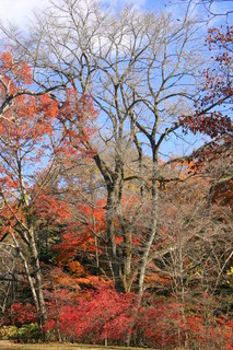 ホテル鹿島ノ森 - 様々な形の木を眺めていると心が和みます。