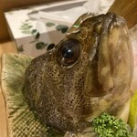 大翔 - シマゾイ