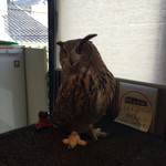 フクロウカフェクルー - 凛々しい〜((´艸｀*))