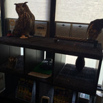 フクロウカフェクルー - こちらのフクロウちゃんは触れます❤︎