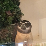フクロウカフェクルー - どこを見てるの？