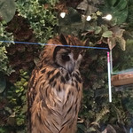 フクロウカフェクルー - お昼寝タイム❤︎