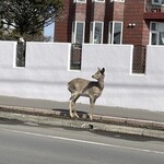 森高牧場 - 近くに出没しているエゾシカ