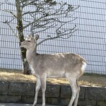 森高牧場 - 近くに出没しているエゾシカ