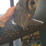 フクロウカフェクルー - 小さいふくろうさんも可愛い❤︎
