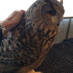 フクロウカフェクルー - ふくろうさんをナデナデ((´艸｀*))