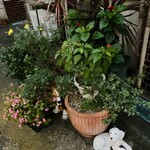 のかおい - 植木鉢さんでーす。①