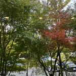 ホテルカジュアルユーロ - ホテルから食堂へ行く途中の紅葉