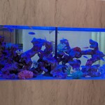 地鶏と沖縄琉球しゃぶしゃぶ 個室居酒屋 くろ凪 - 