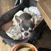 Cafe de Bleu