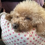 そば処 湧水 - 蕎麦食べて寝るｗ