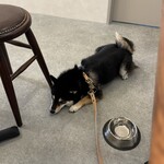 カフェ ぬくもりのいぬ - 