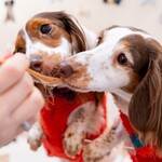 Petcook Cafe - 
