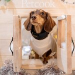 Petcook Cafe - 