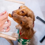 Petcook Cafe - 