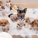 Petcook Cafe - 