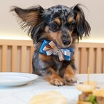 Petcook Cafe - 