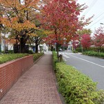 初音鮨 - 遠景(お店はこの先) 202511