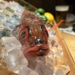 のどぐろ専門 銀座 中俣 - 