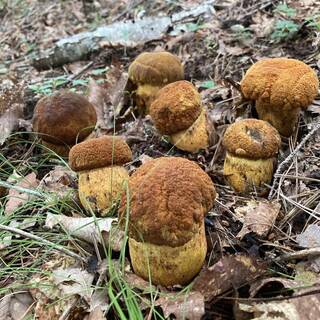 季節ごとに楽しめる信州の天然キノコ◆多彩な旬の味わいを堪能