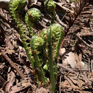 店主が採取した春の山菜◆ふきのとうなど希少な山の恵みを味わう