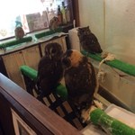 Ikefukuroukafe - フクロウがたくさん！