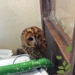 イケフクロウカフェ - カメラを向けると視線をそらされます（笑）