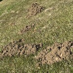 割烹 一の矢 - 5年前、ここのお宅の庭にペットボトルで作ったカラカラと回転するモグラ脅しの集団に目を惹かれたのがこの近辺に来るようになったきっかけだった。毎年羽根がもげて行き落伍者が出て、去年遂に絶滅したらしい。