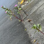 割烹 一の矢 - ど根性ニチニチソウは来年も頑張るのかな^_^