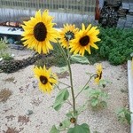 みんなのコーヒー - ひまわり、花が増えてました。