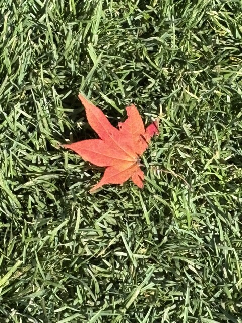 Sunpark Sapporo Golf Course Restaurant photo 3