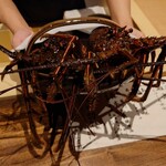 温石 - 焼津で捕れた伊勢海老のお披露目