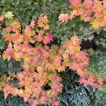 そばきり長助 - 発色が素晴らしい