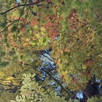 そばきり長助 - 上を見上げれば