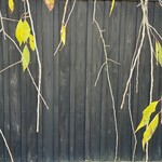 そばきり長助 - コントラストが○