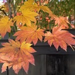 そばきり長助 - 大ぶりな葉